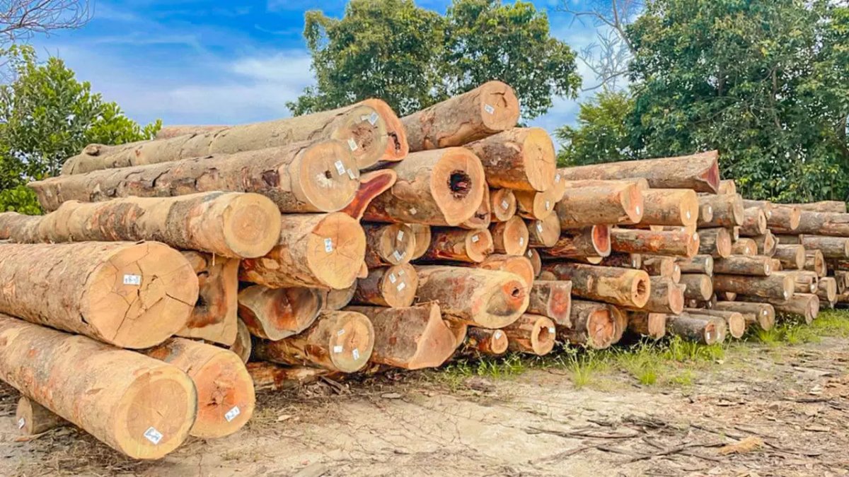 Redwood Sawn Timber image 4